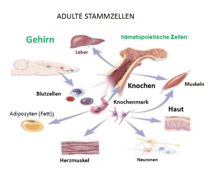 Allemand 2